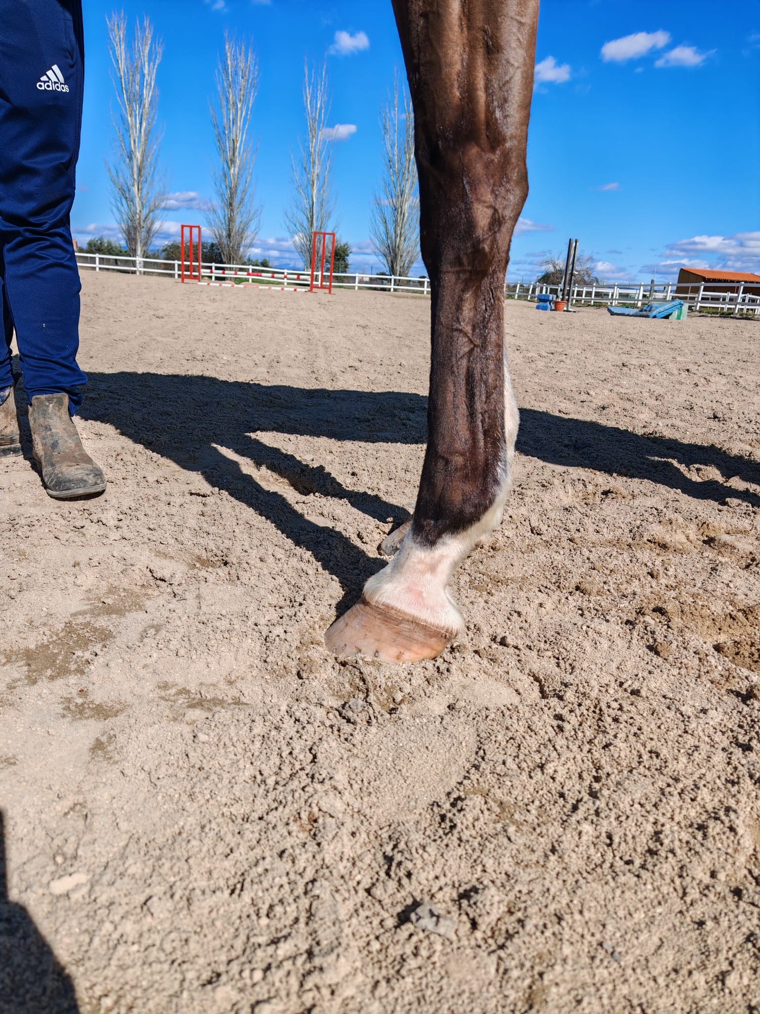 horse